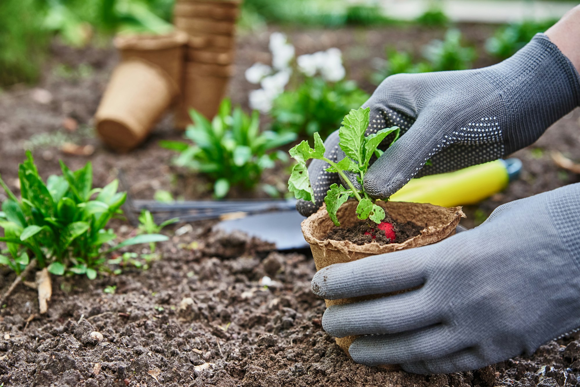 Gardener hands picking and planting vegetable plant in the garden