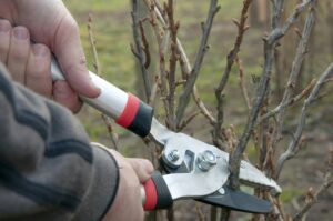 pruning of trees